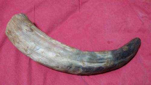 Vendo shofar original de cuerno de ternero ha - Imagen 1