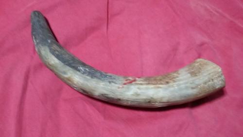 Vendo shofar original de cuerno de ternero ha - Imagen 2