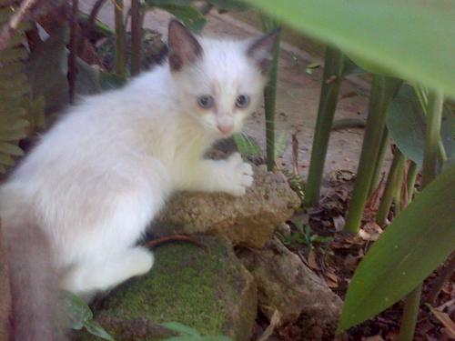 vendo boniots gatitos angora de 2 mesesel am - Imagen 2