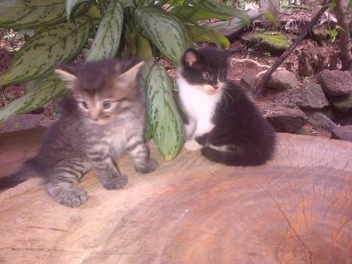 vendo bonitos gatitos angoras de 1 mes de vid - Imagen 3