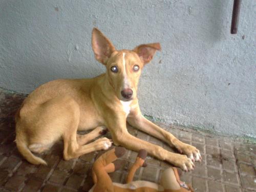linda cachorra zarquita busca una familia que - Imagen 1