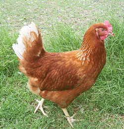 se venden gallinas rojas aliniadas ha 575 - Imagen 2