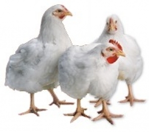 venta de pollo  aliniado ha 475 y vivo ha - Imagen 2