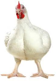 la mejor opciÓn en pollo fresco aliniado ha  - Imagen 2