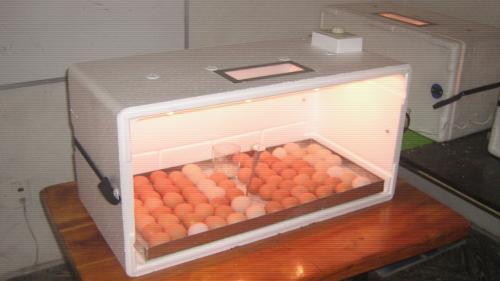 INCUBADORAS NUEVAS para 90 huevos fciles d - Imagen 1