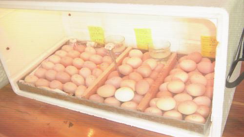 INCUBADORAS NUEVAS para 90 huevos fciles d - Imagen 2