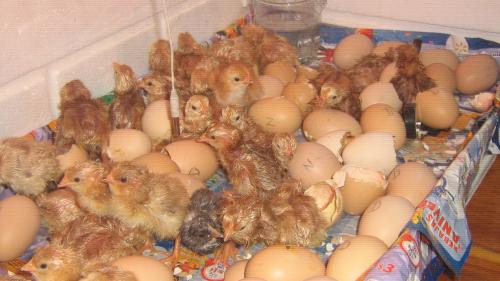 INCUBADORAS NUEVAS para 90 huevos fciles d - Imagen 3