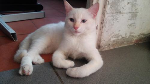 Doy en adopcion gatito blanco de  7meses ojos - Imagen 1