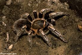 tarantula de patas rayadas de costa rica 20 - Imagen 1