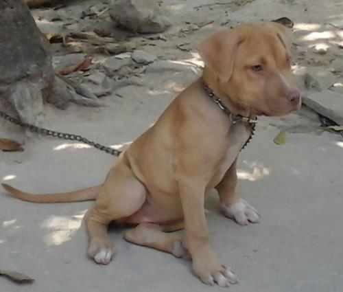 Vendo perrita pitbull 3 meses de edad con su  - Imagen 2