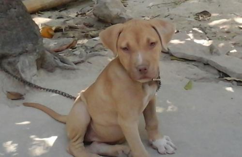 Vendo perrita pitbull 3 meses de edad con su  - Imagen 3