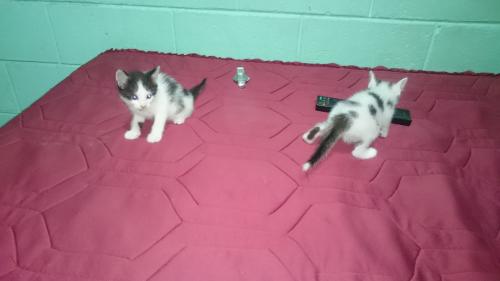 Se regalan dos gatitos machos de 1 mes y medi - Imagen 1