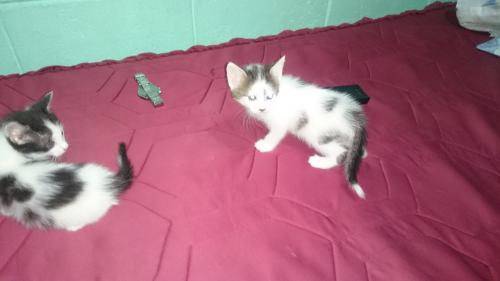 Se regalan dos gatitos machos de 1 mes y medi - Imagen 2