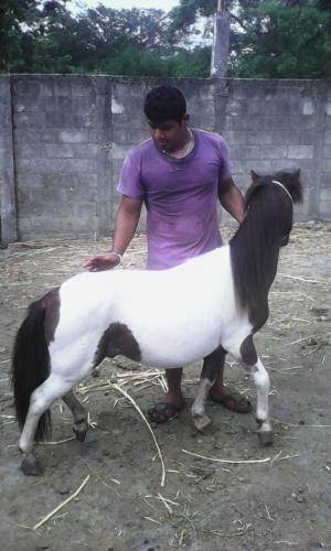 disponibles 3 caballos pony estan en guatemal - Imagen 1