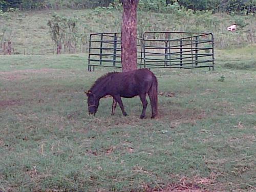 disponibles 3 caballos pony estan en guatemal - Imagen 2
