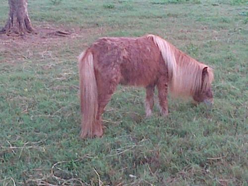 disponibles 3 caballos pony estan en guatemal - Imagen 3