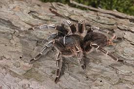 tarantula de patas rayadas de costa rica 25 - Imagen 2