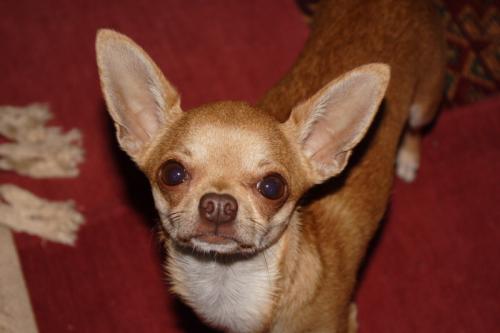 Chihuahua Macho Mexicano buca Novia tiene 2 - Imagen 1