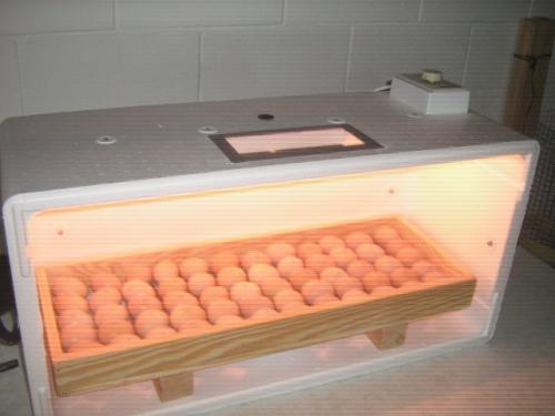 INCUBADORAS NUEVAS para 7090 huevos Fcile - Imagen 1