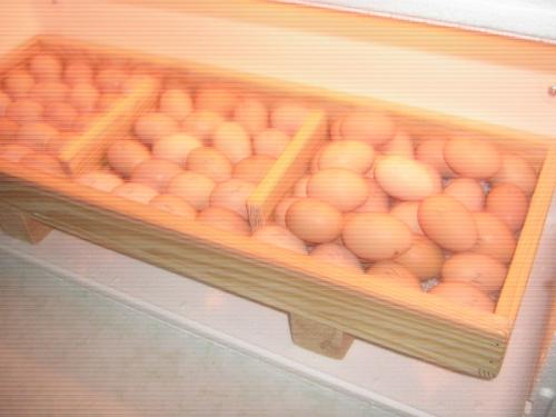 INCUBADORAS NUEVAS para 7090 huevos Fcile - Imagen 2