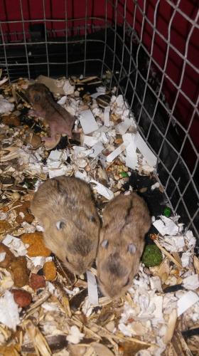 vendo 5 hamsters rusos hembras y machos de u - Imagen 1