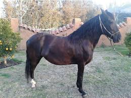 Vendo 2 caballo de raza peruano con español  - Imagen 1