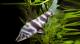 Vendo-Corydoras-tetras-nariz-de-borracho-tetra-rayos