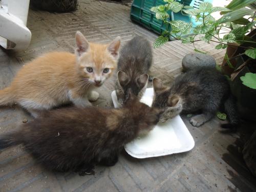 Regalo gatitos de 6 semanas ya se alimentan  - Imagen 1
