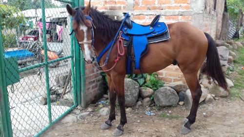 Vendo caballo 1/4 de milla con peruano de 5 a - Imagen 3