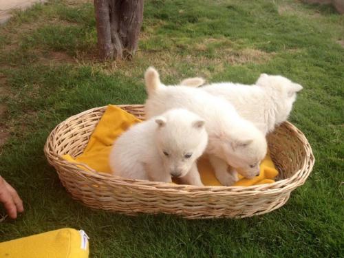 lindos cachorros husky siberiano blanco ya es - Imagen 1
