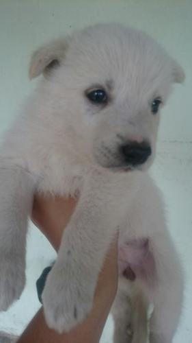 lindos cachorros husky siberiano blanco ya es - Imagen 2