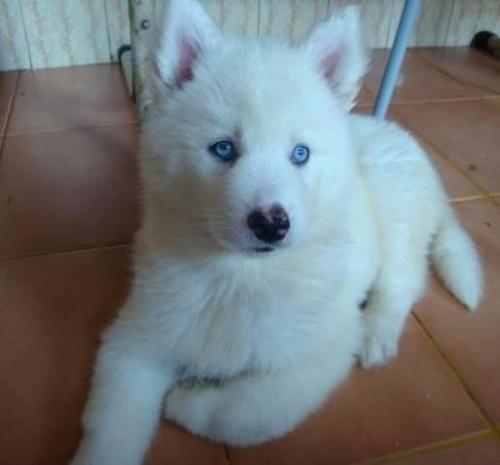 lindos cachorros husky siberiano blanco ya es - Imagen 3