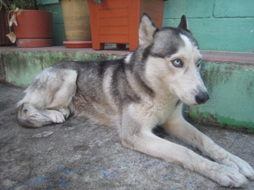 Siberiana Husky blanco y negro ojos azules - Imagen 3