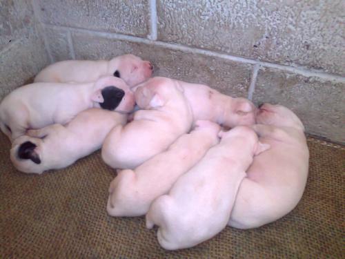 Vendo Pitbulls Terrier 4 machos y 4 hembras y - Imagen 2