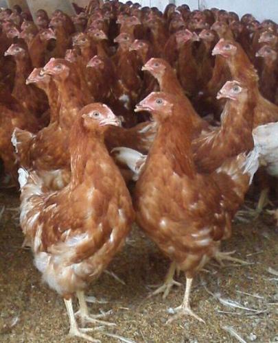 compro pollas de gallina ponedora de entre 15 - Imagen 1
