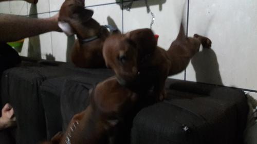Se venden perritos dachshund(salchicha) de 2  - Imagen 3