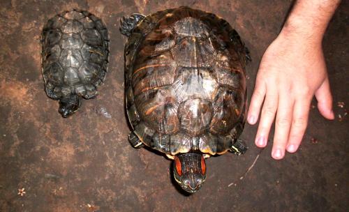 vendo tortugas de orejas rojas exelente masco - Imagen 1