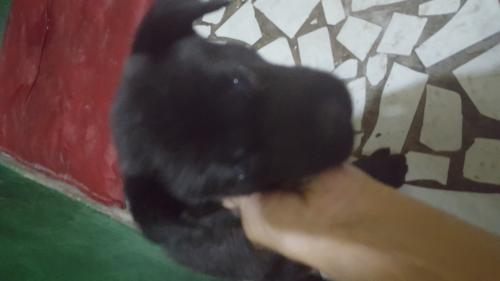 Cachorrito akita com chao chao muy bien cuida - Imagen 1