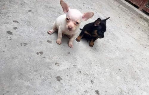 Chihuahuas minitoy vacunados desparasitados 2 - Imagen 1