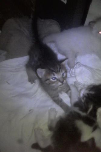 Tengo  5 gatitos de 1 mes buscó un hogar par - Imagen 2