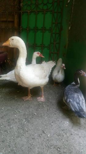 Se vende 1 ganso macho y trio de patos indios - Imagen 3