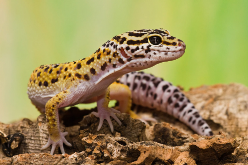 vendo 2 geckos leopardo macho comiendo perfec - Imagen 1