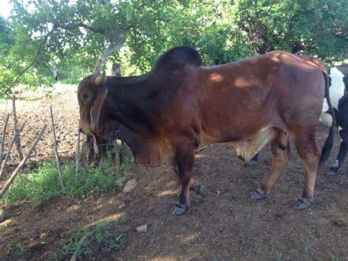 Vendo toro gyr indobrazil 4 años de edad en - Imagen 1