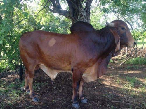 Vendo toro gyr indobrazil 4 años de edad en - Imagen 2