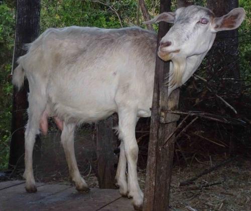 Se venden cabras lecheras con gran potencial  - Imagen 1