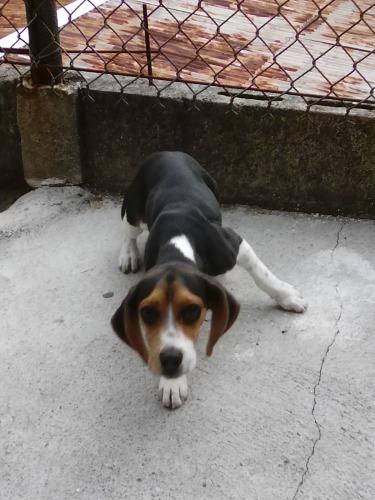 Vendo perrita beagle 7 meses de edad sanita y - Imagen 1