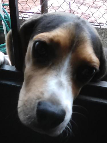 Vendo perrita beagle 7 meses de edad sanita y - Imagen 2