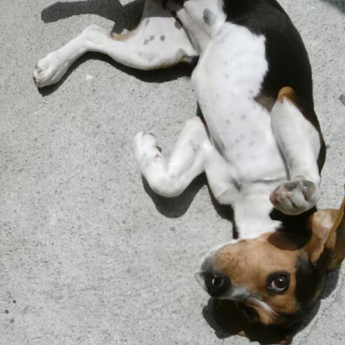 Vendo perrita beagle 7 meses de edad sanita y - Imagen 3