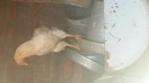 Ganga vendo pollos ya listos precio por debaj - Imagen 1