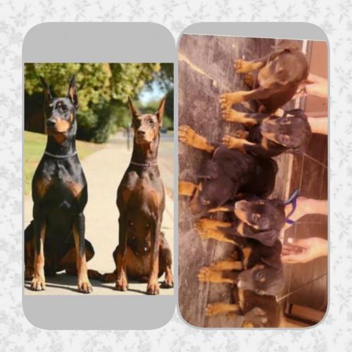 DOBERMAN cachorros de 2 meses vacunados y des - Imagen 1